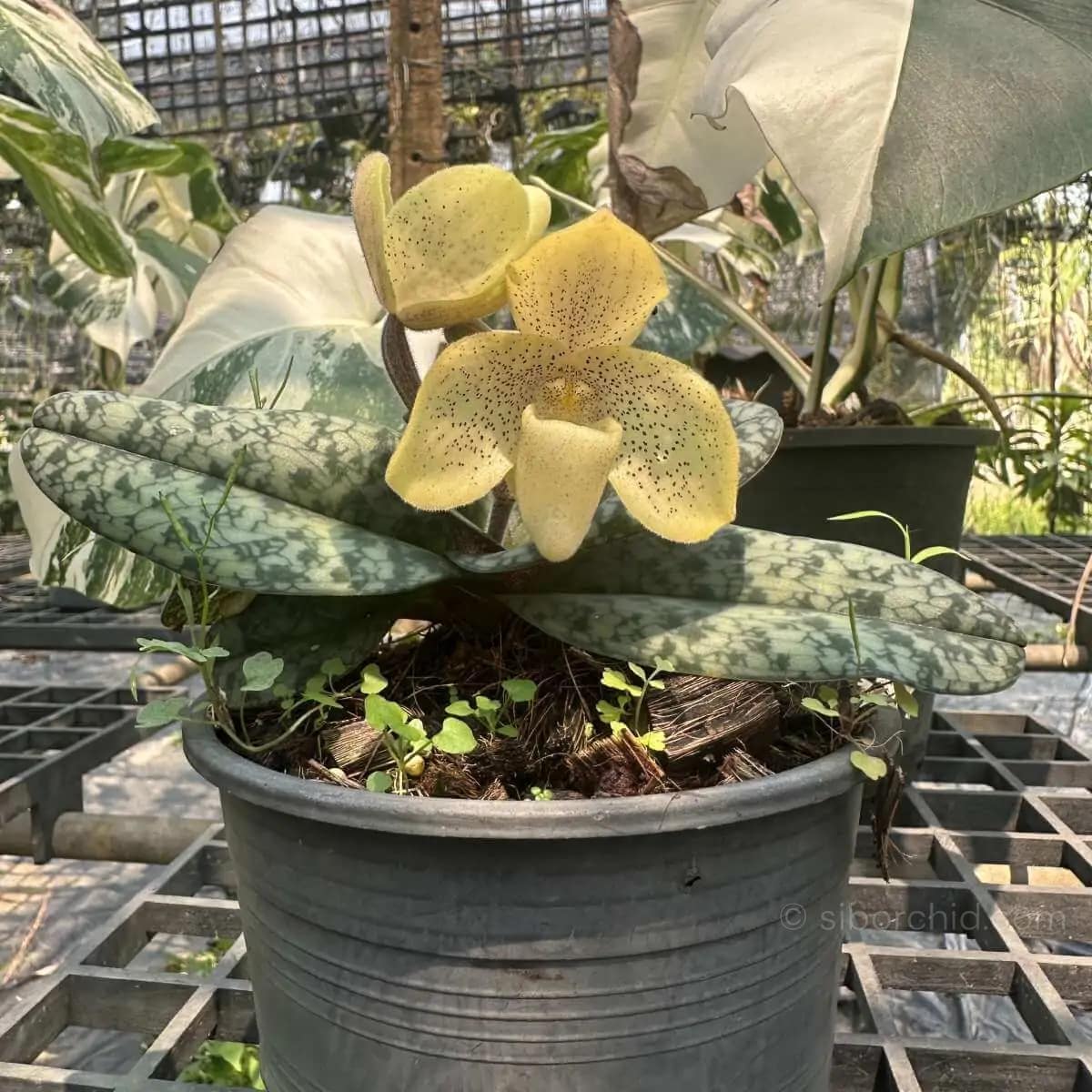 Paphiopedilum concolor - paph concolor