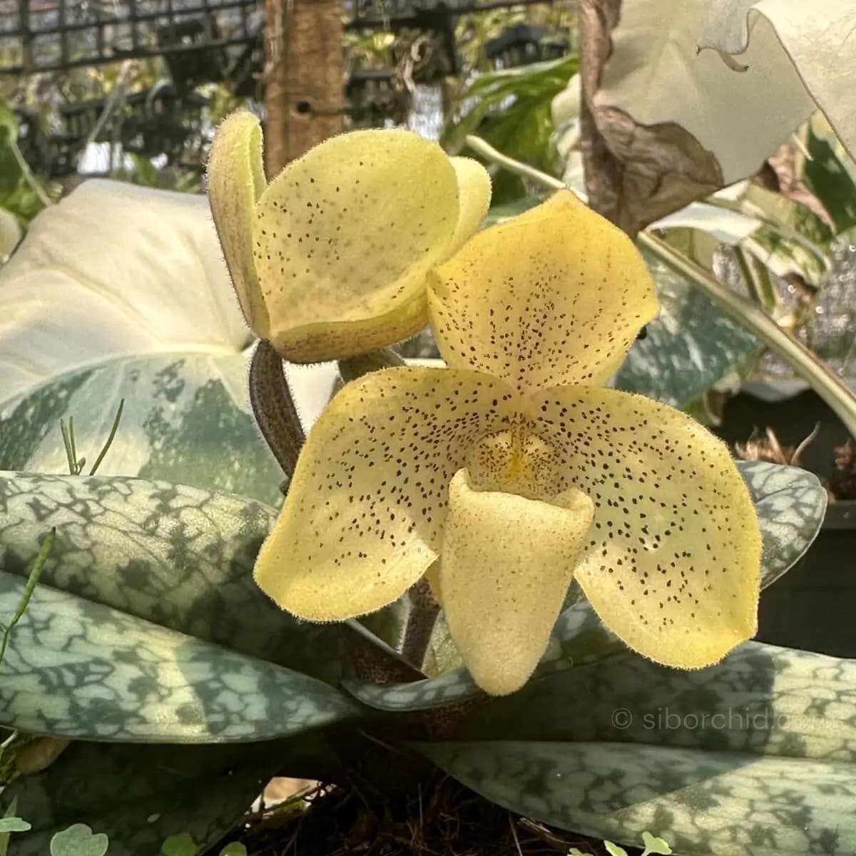 Paphiopedilum concolor - paph concolor