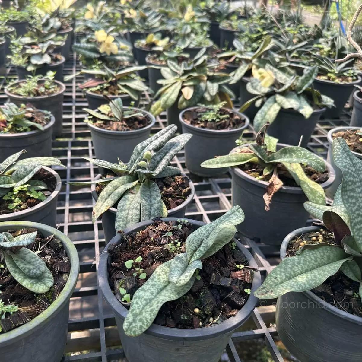 Paphiopedilum concolor - paph concolor