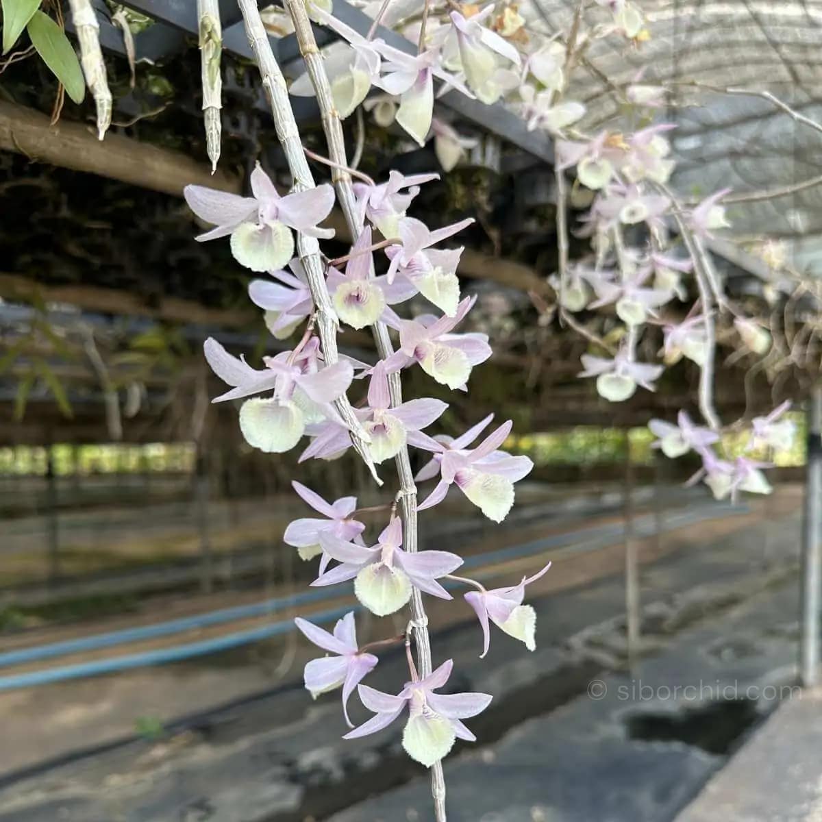Dendrobium aphyllum
