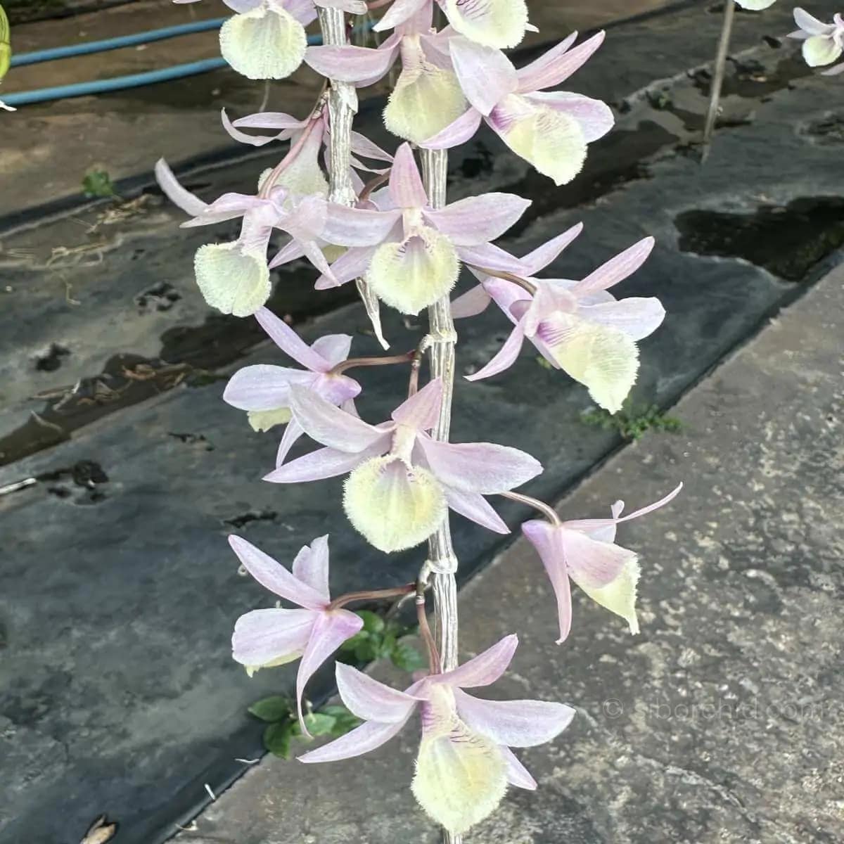 Dendrobium aphyllum