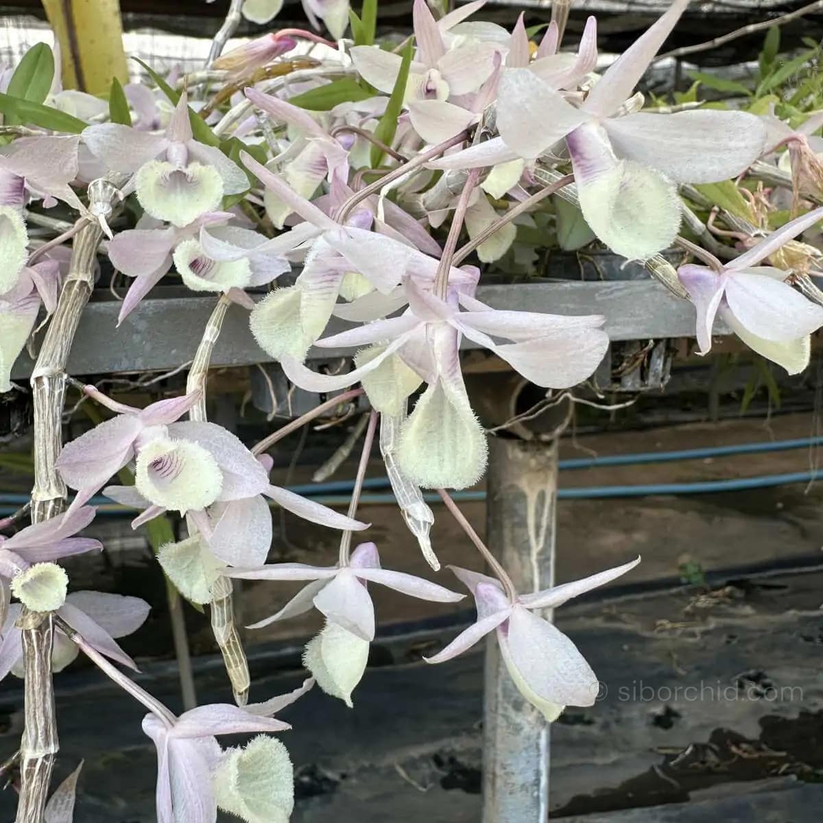 Dendrobium aphyllum