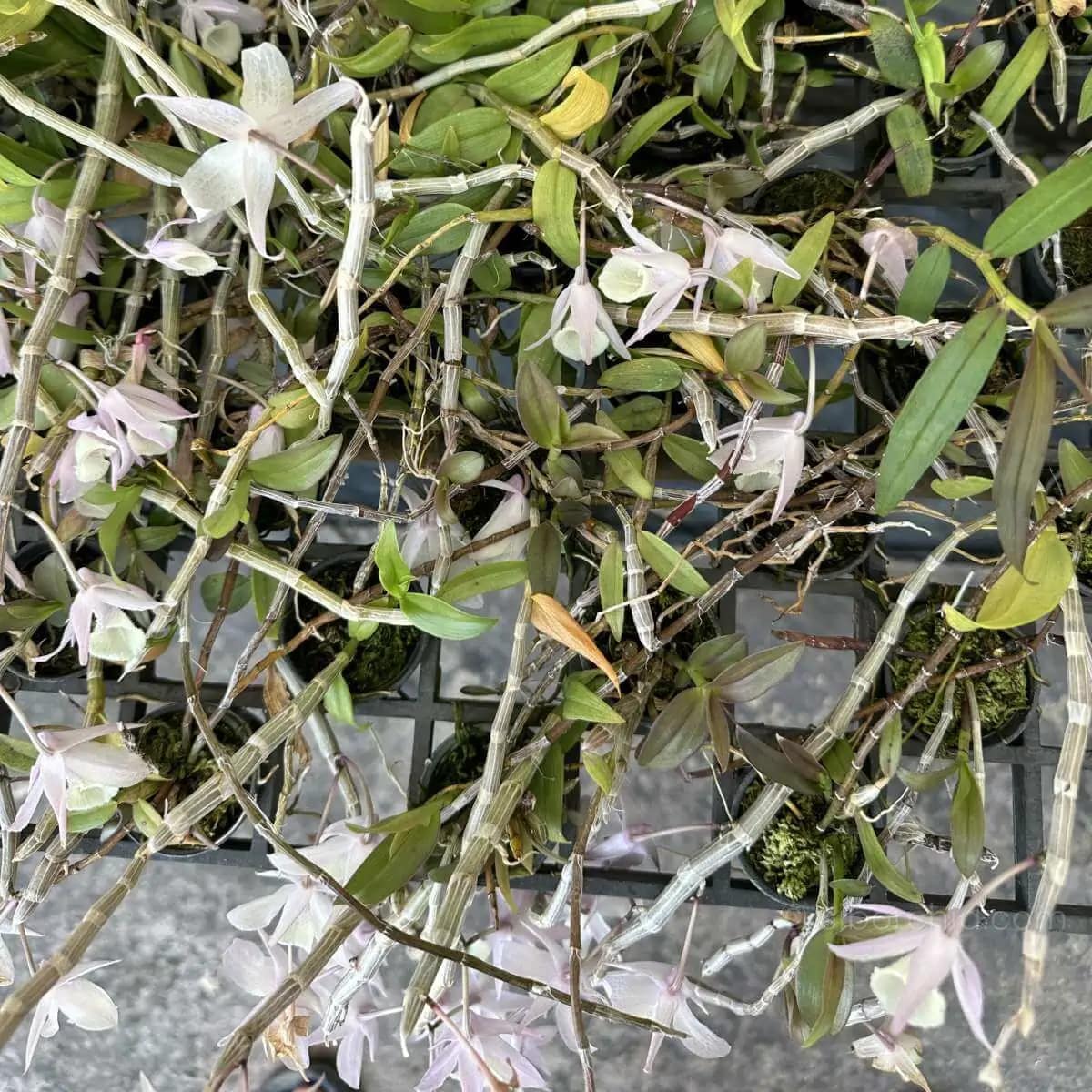 Dendrobium aphyllum