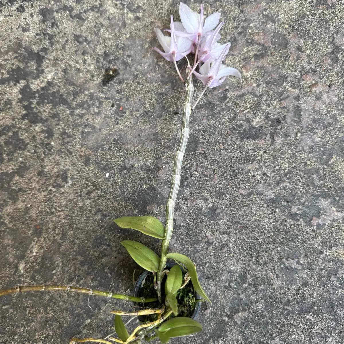 Dendrobium aphyllum