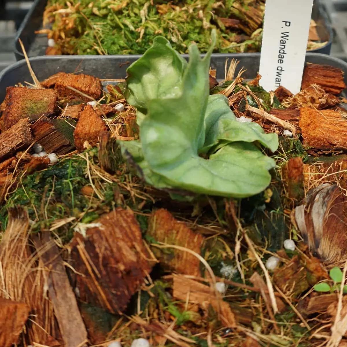 Platycerium wandae dwarf - platycerium wandae dwarf