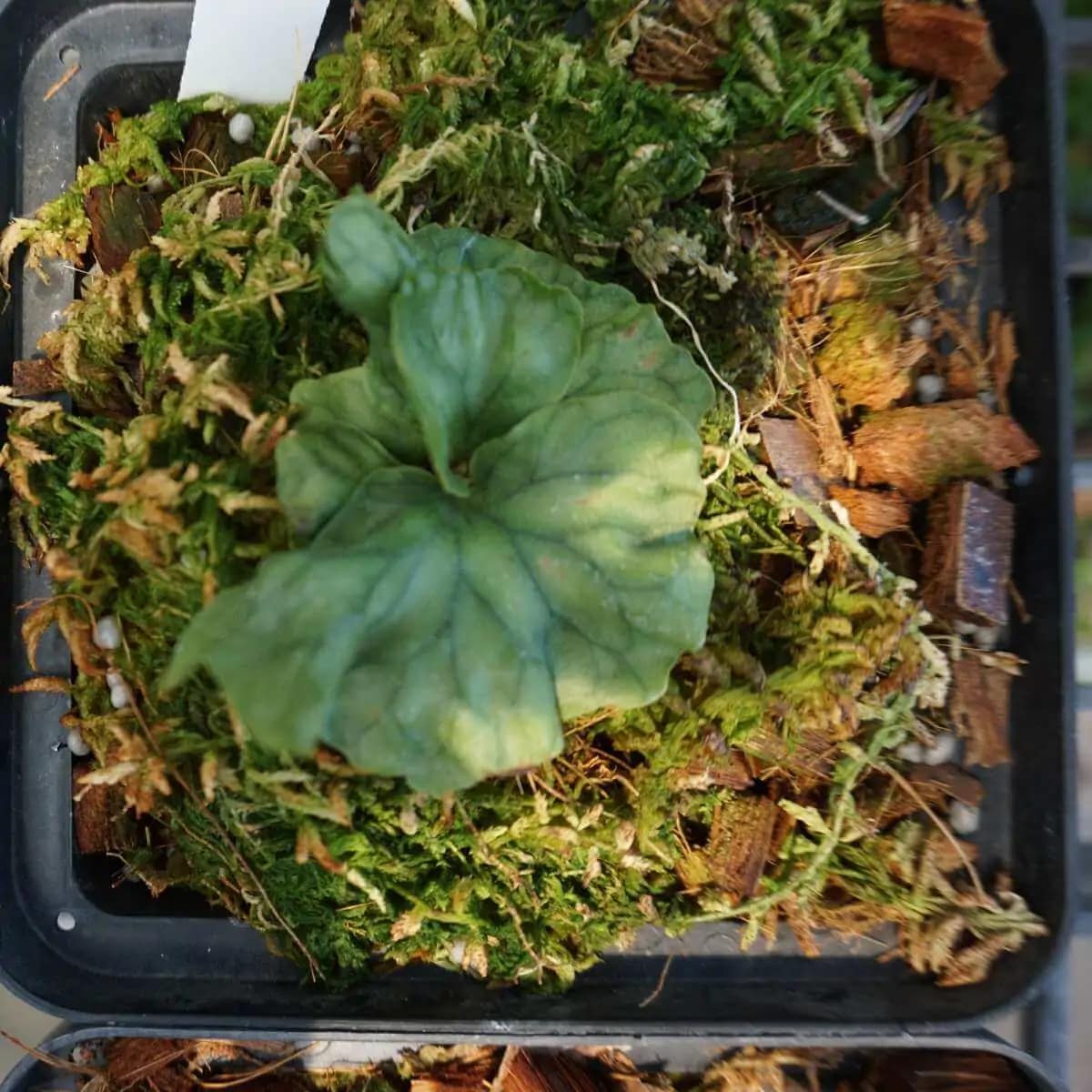 Platycerium wandae dwarf - platycerium wandae dwarf