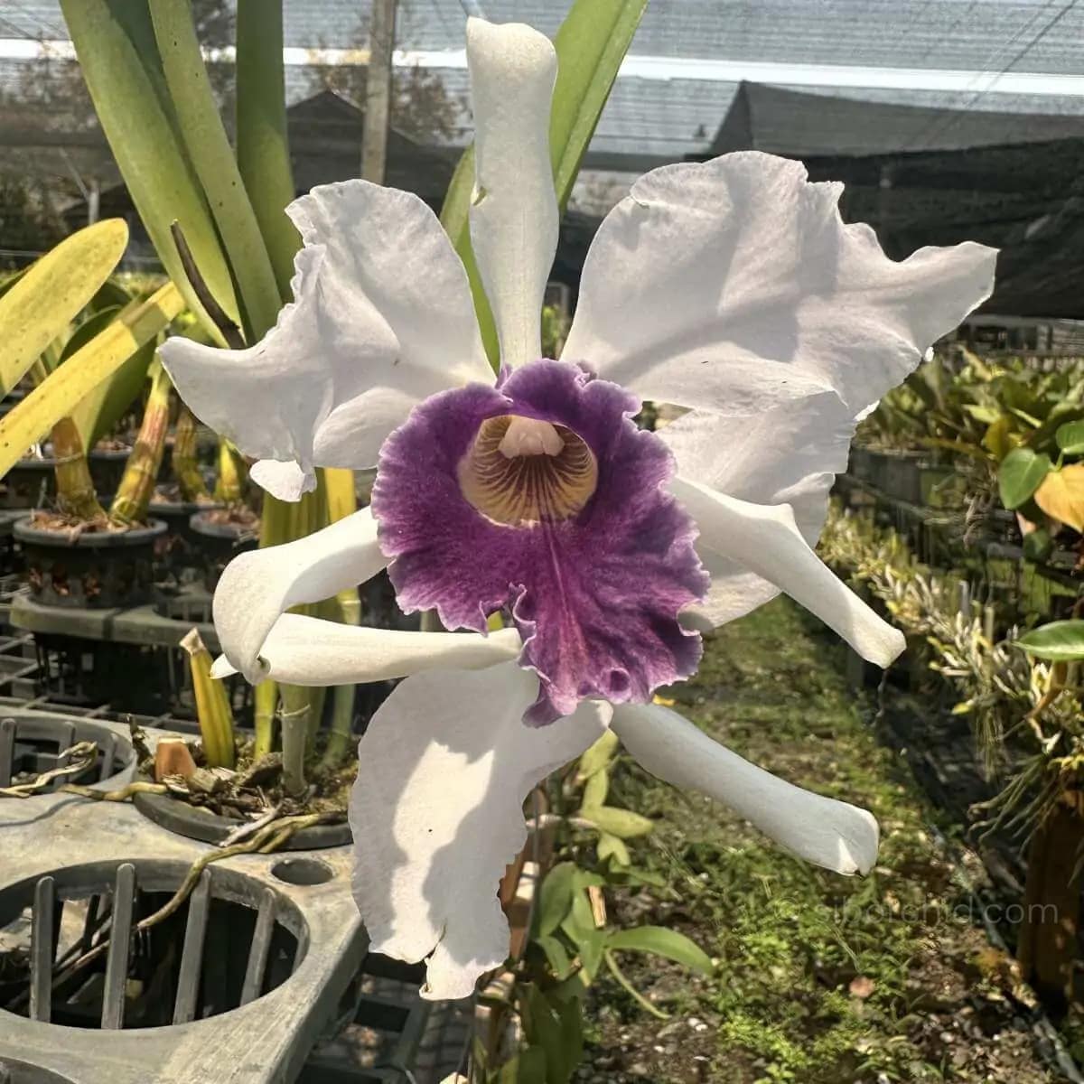 Laelia Purple-stained - Image 2