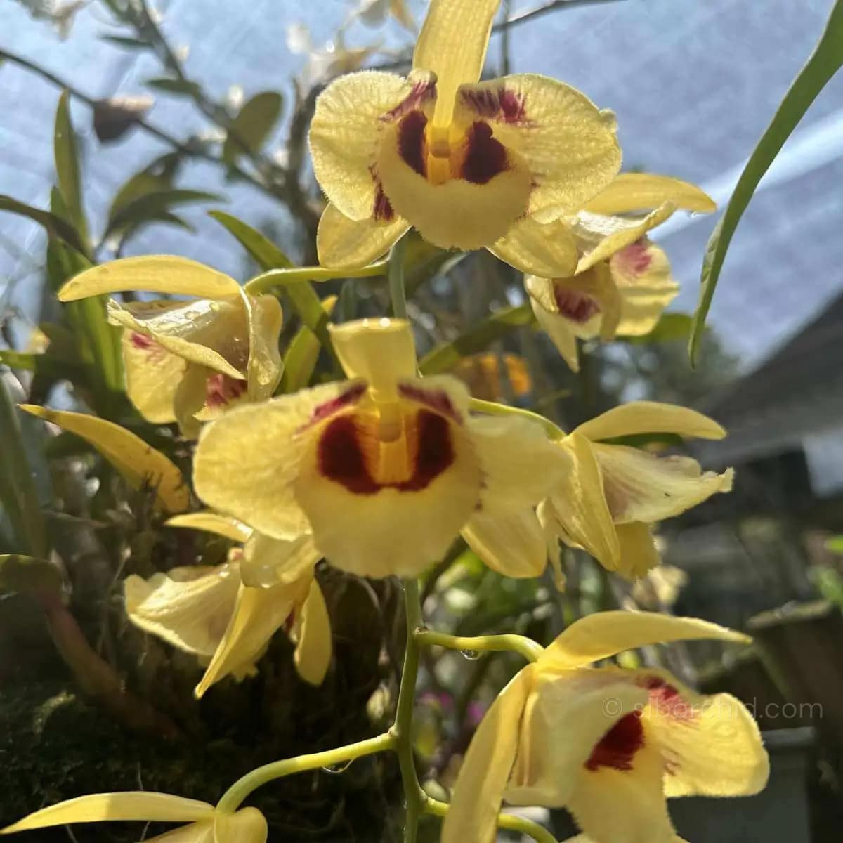 Dendrobium Gatton Sunray (3-Lip / Peloric) - Dendrobium_gatton_sunray