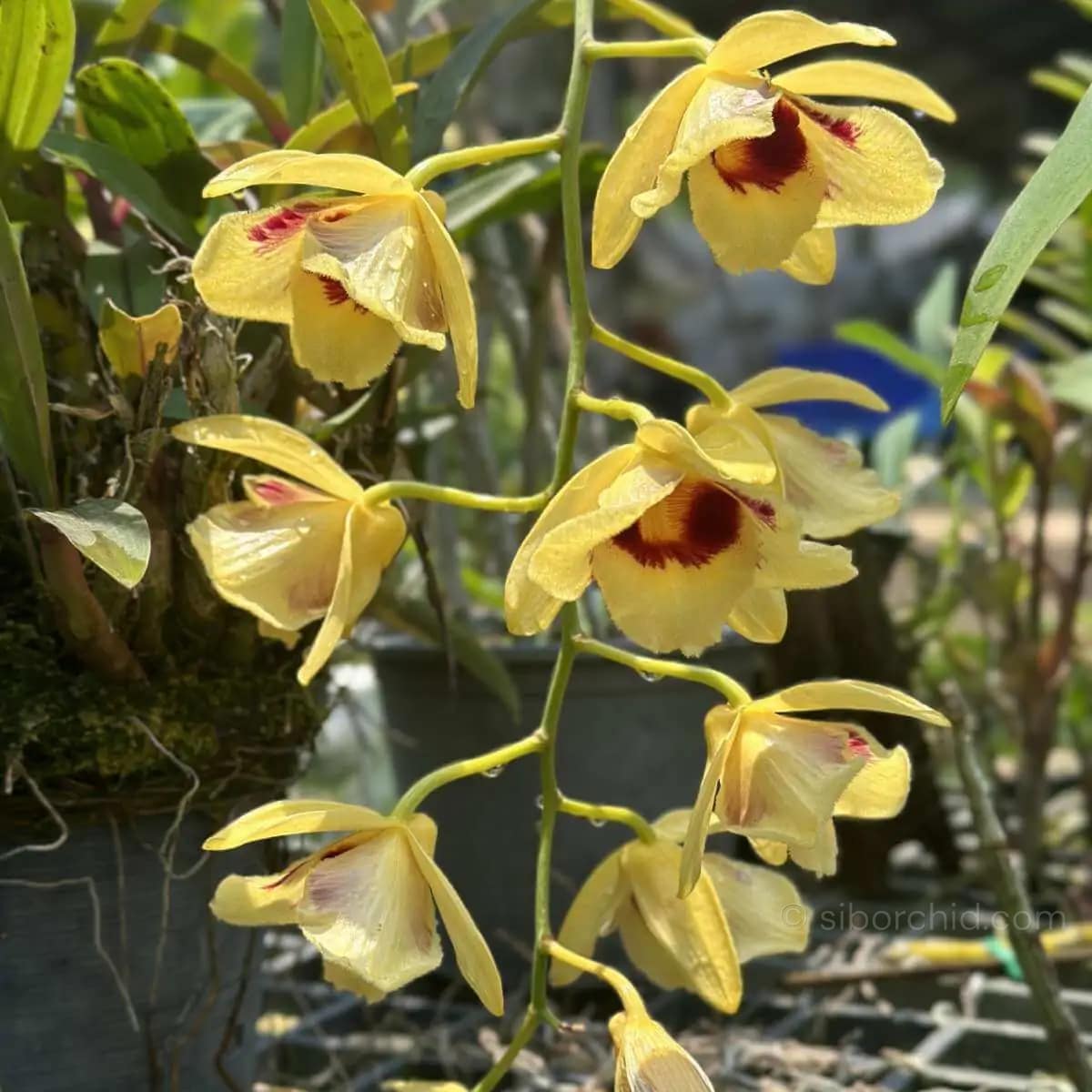 Dendrobium Gatton Sunray (3-Lip / Peloric) - Dendrobium_gatton_sunray