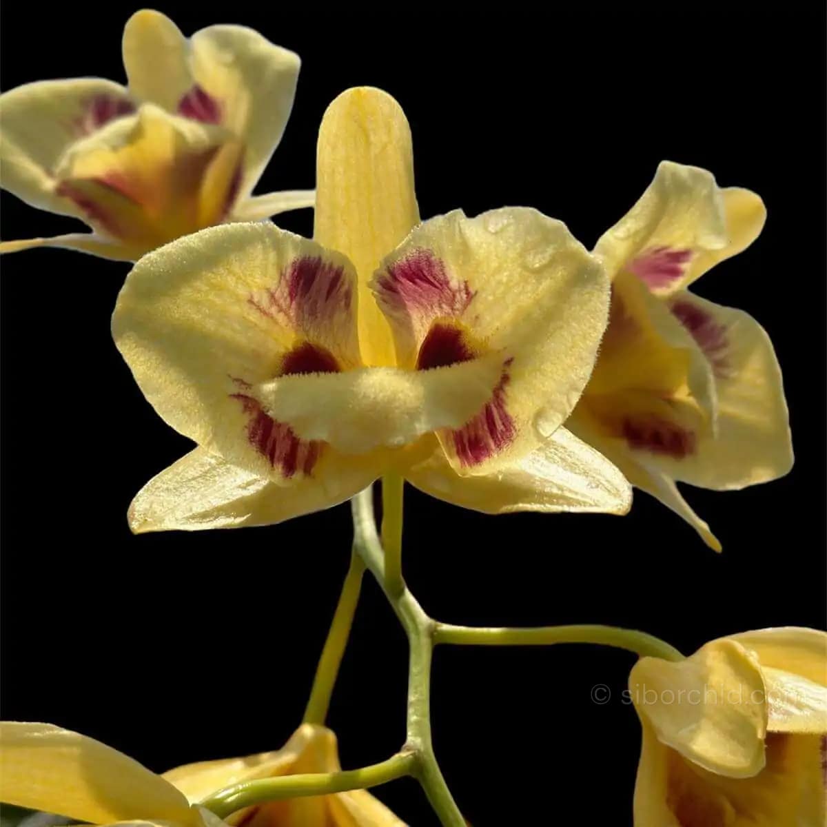 Dendrobium Gatton Sunray (3-Lip / Peloric) - Dendrobium_gatton_sunray