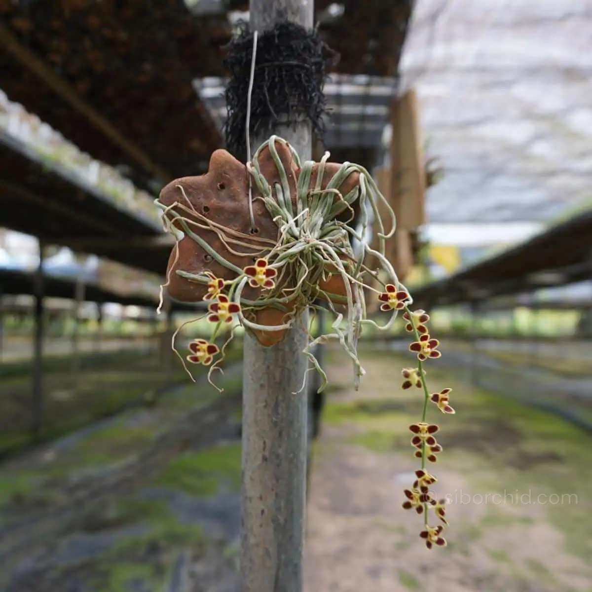 Chiloschista lunifera - Chiloschista lunifera