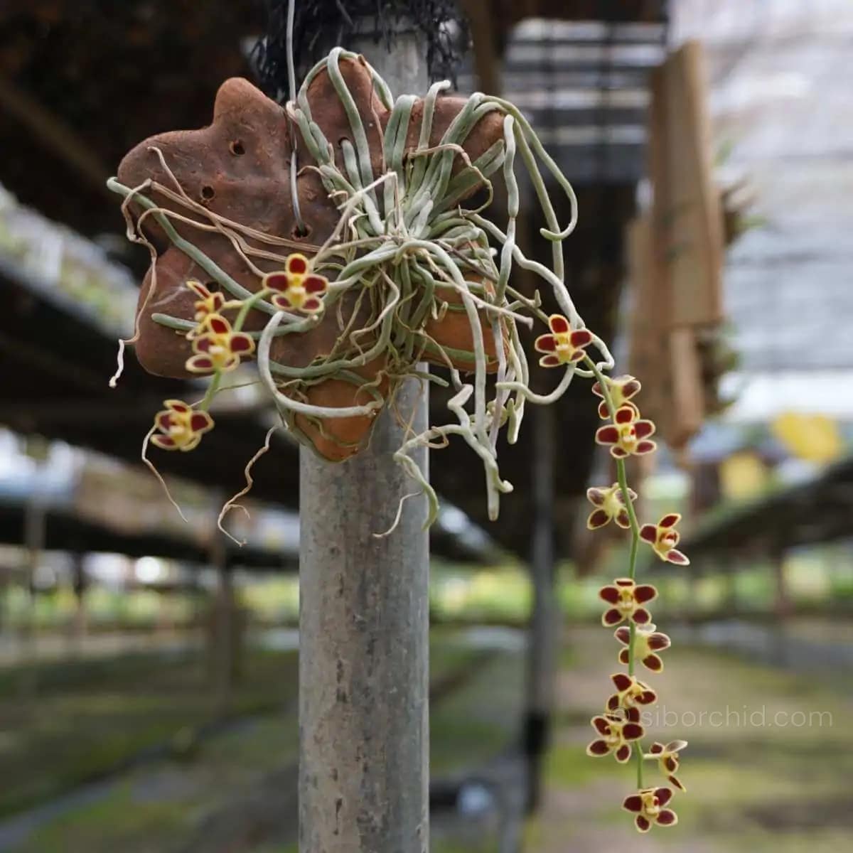 Chiloschista lunifera - Chiloschista lunifera