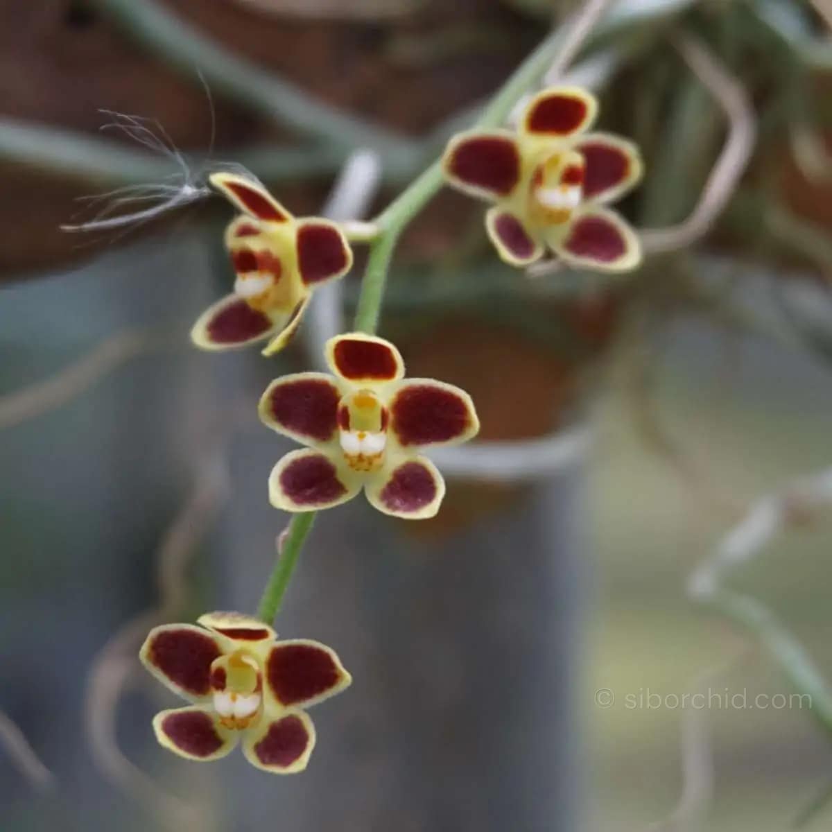 Chiloschista lunifera - Chiloschista lunifera
