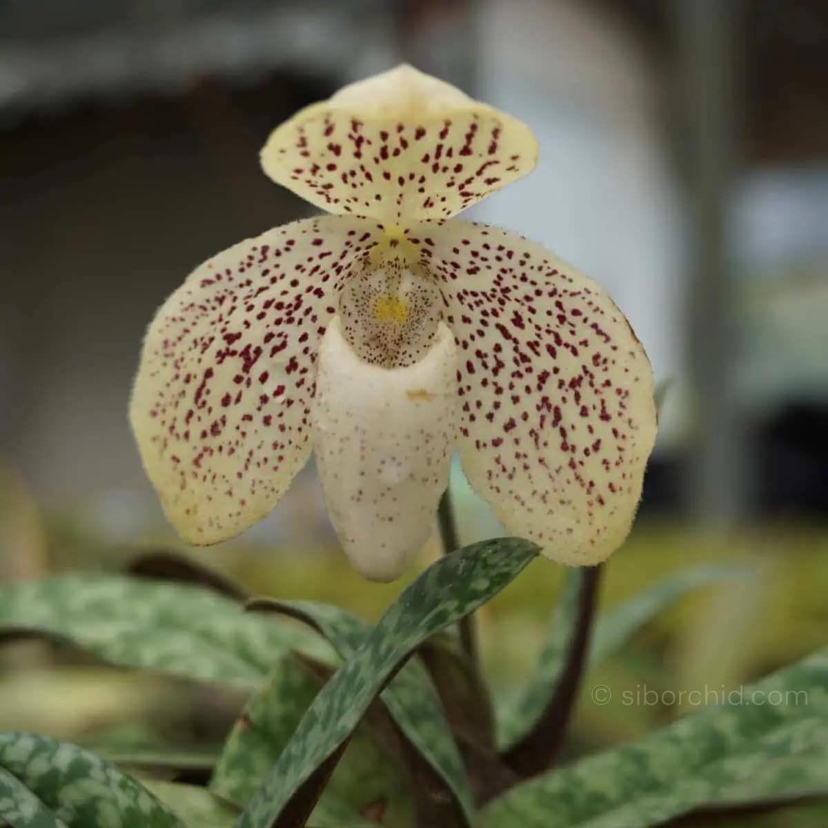 Paphiopedilum godefroyae - paphiopedilum godefroyae