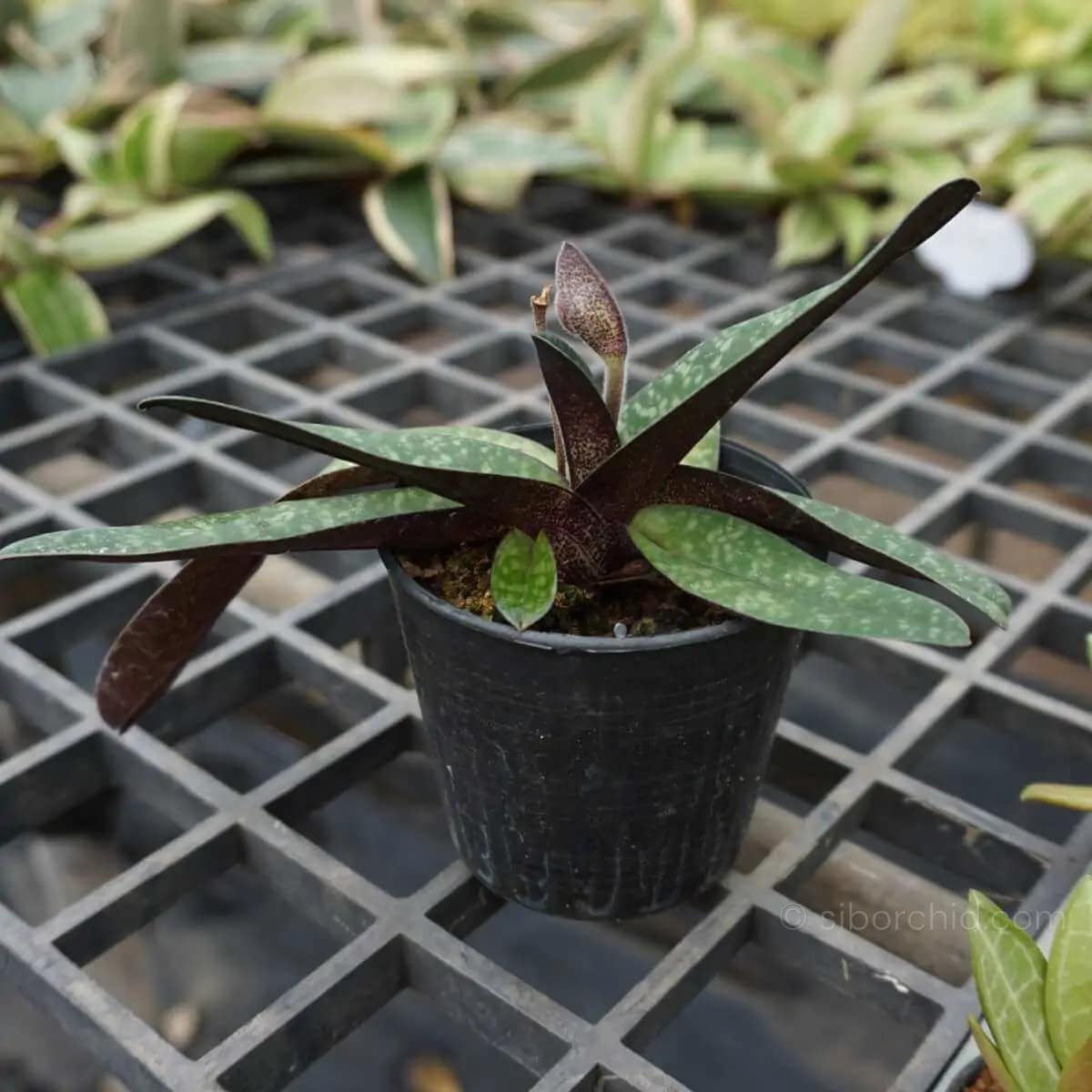 Paphiopedilum godefroyae - paphiopedilum godefroyae