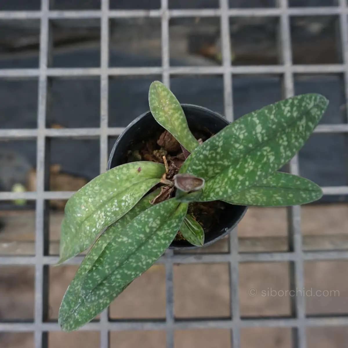Paphiopedilum godefroyae - paphiopedilum godefroyae