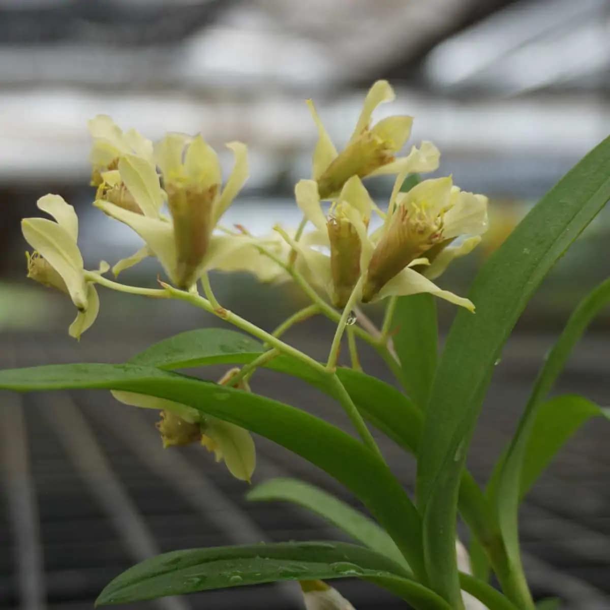 Dendrobium delacourii