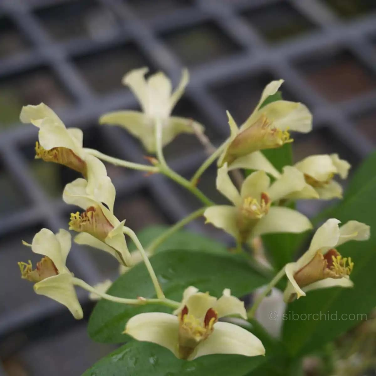 Dendrobium delacourii