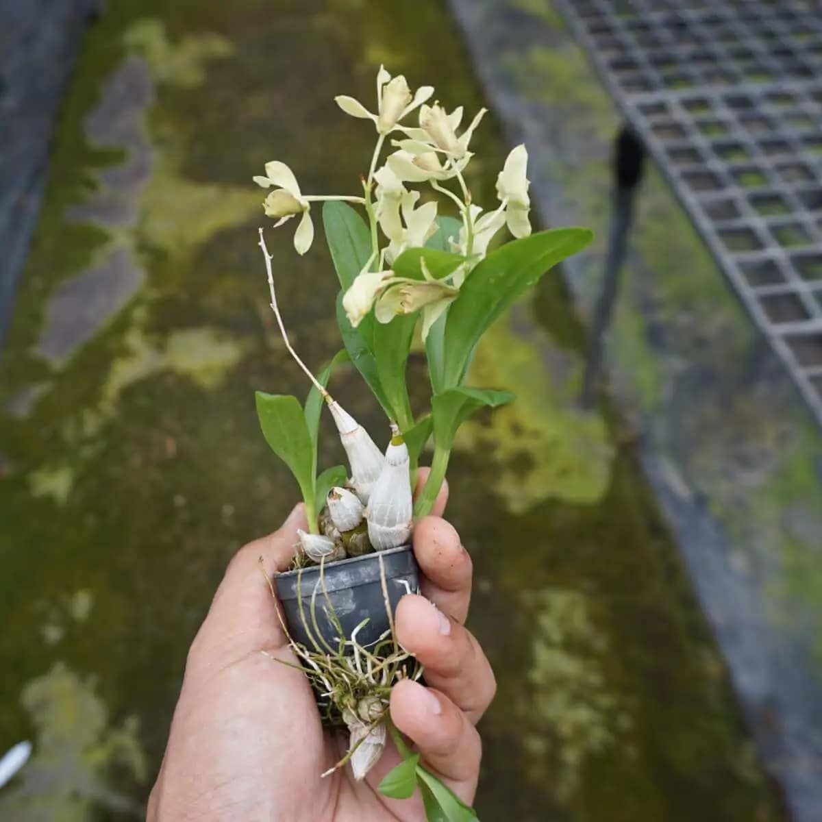 Dendrobium delacourii