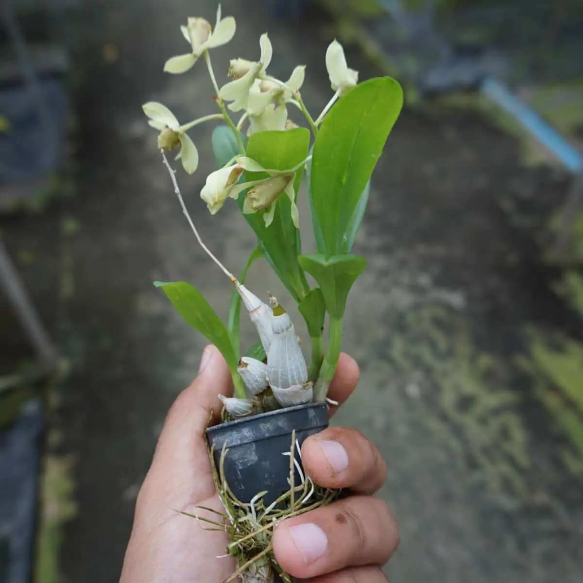 Dendrobium delacourii
