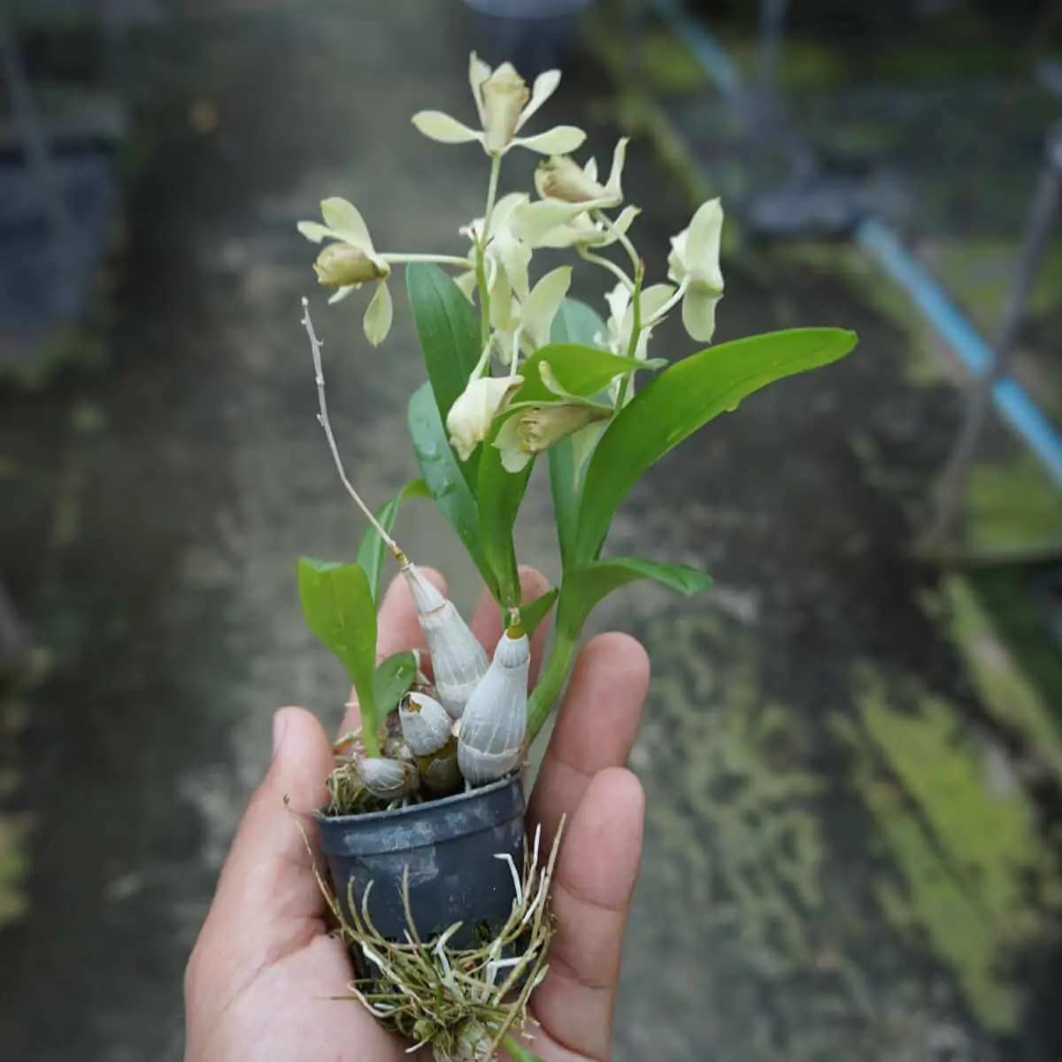 Dendrobium delacourii