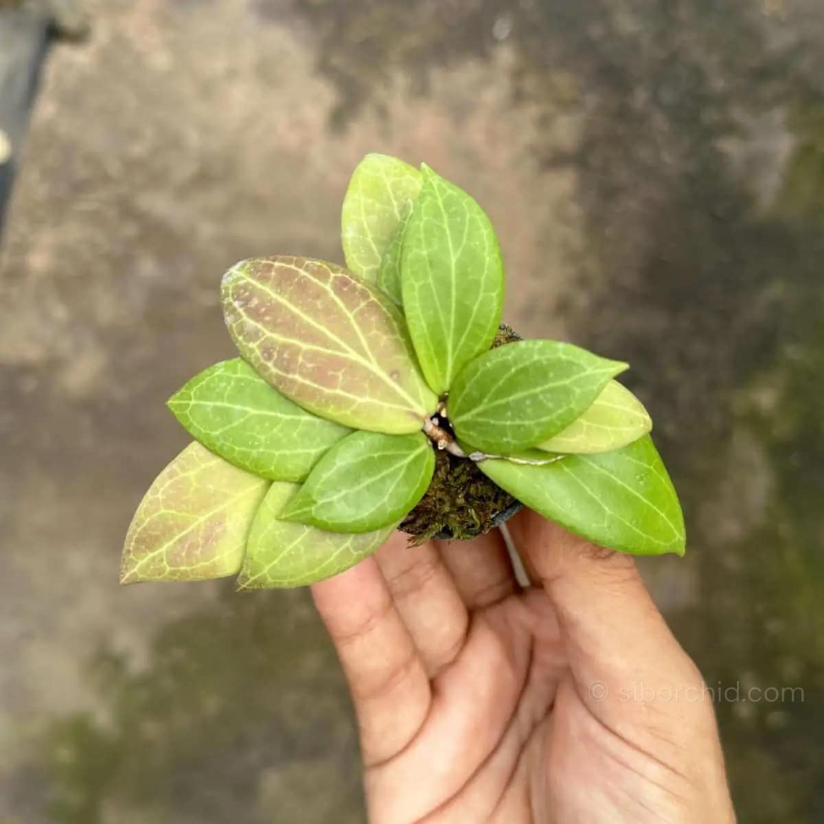 Hoya camphorifolia - Hoya camphorifolia