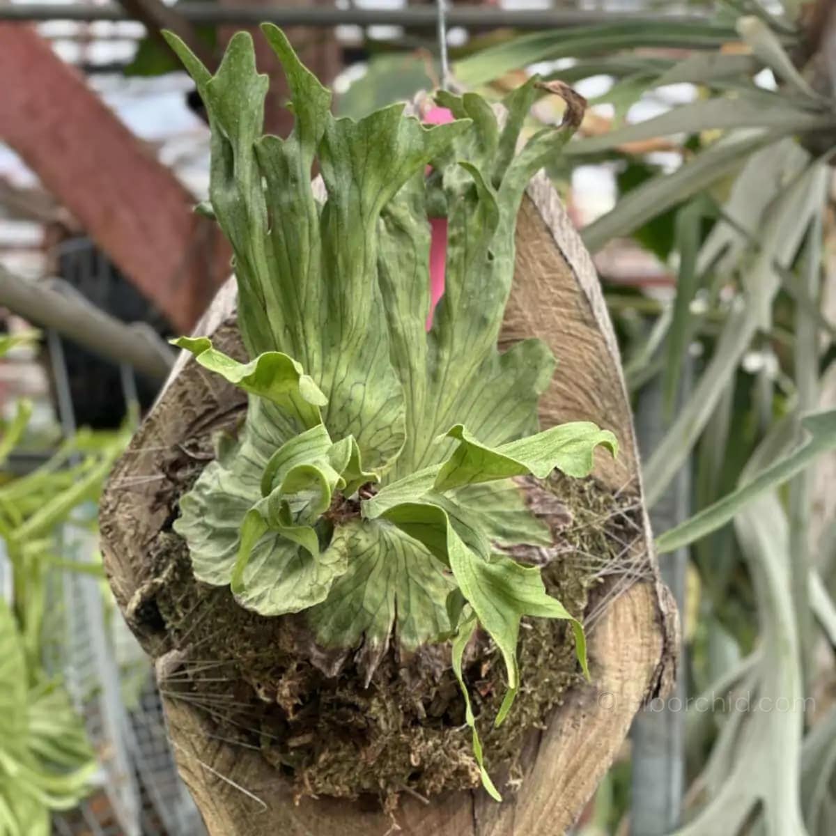 Platycerium wandae dwarf - platycerium wandae dwarf
