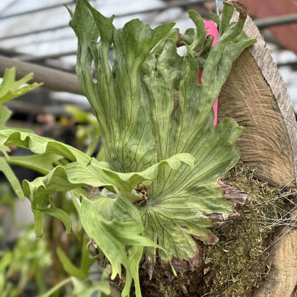 Platycerium wandae dwarf - platycerium wandae dwarf
