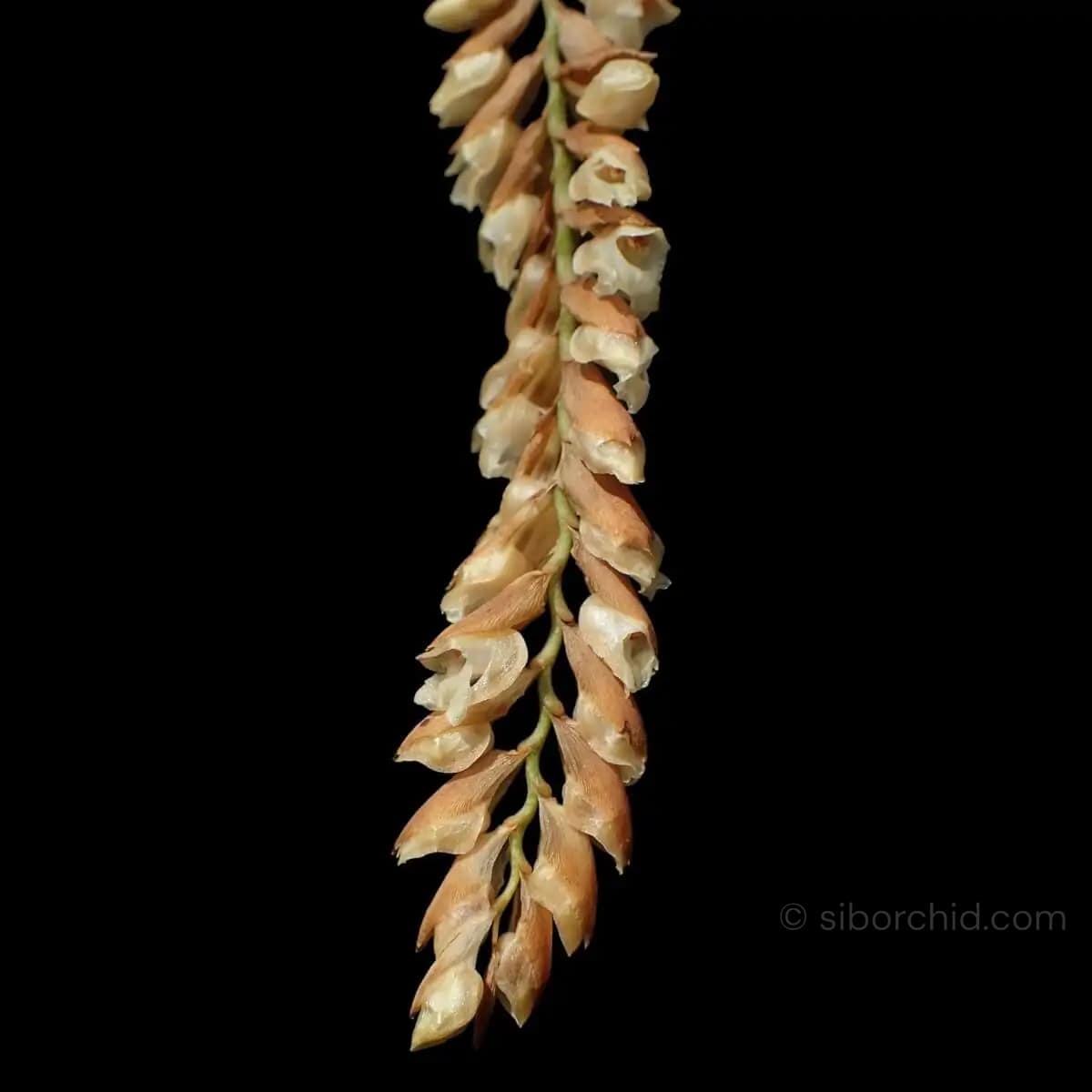 Pholidota imbricata - Pholidota imbricata