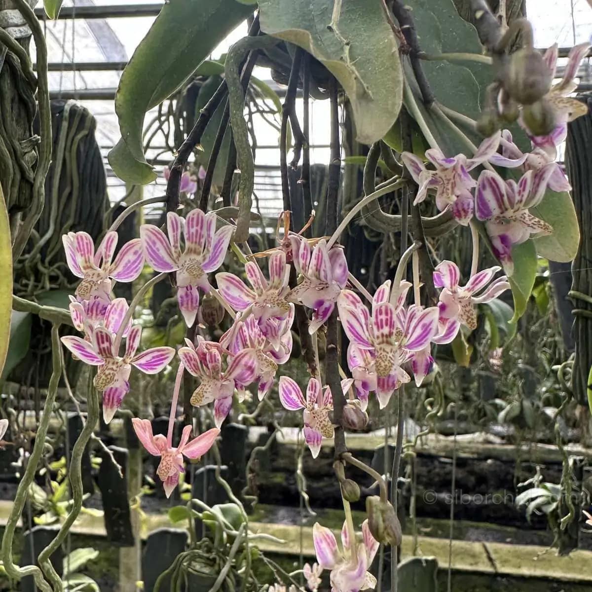 Phalaenopsis finleyi - Kingidium minus Phalaenopsis finleyi