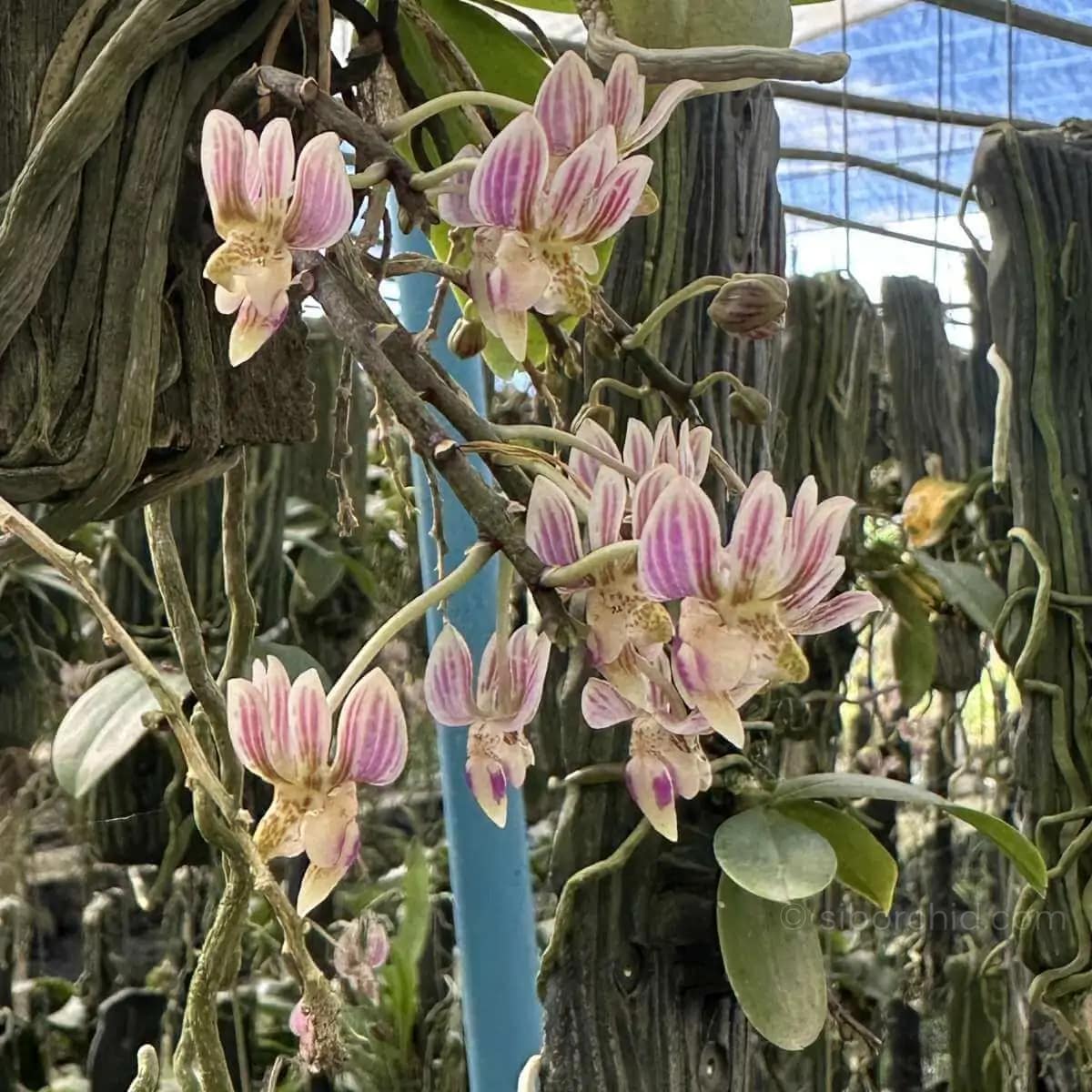Phalaenopsis finleyi - Kingidium minus Phalaenopsis finleyi