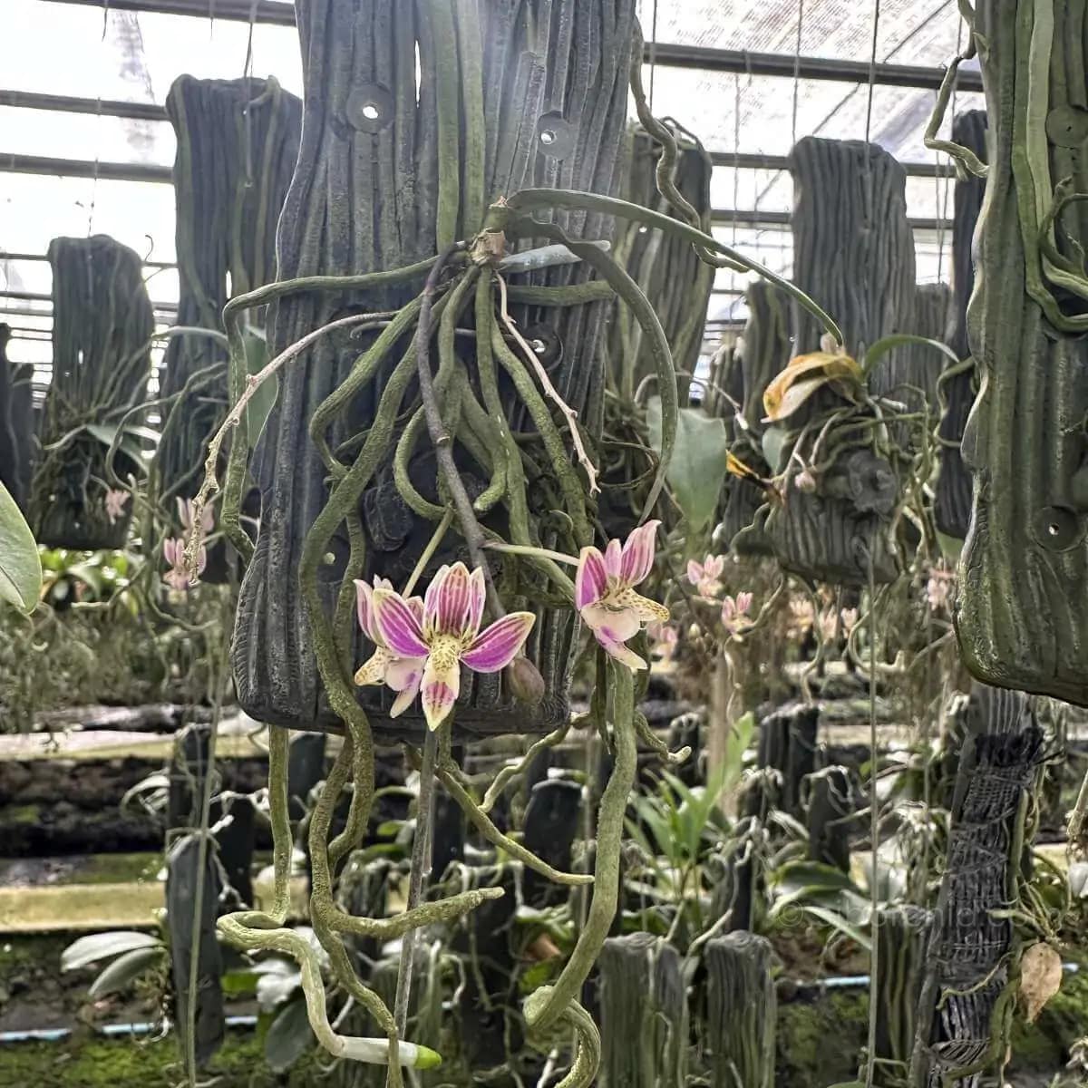 Phalaenopsis finleyi - Kingidium minus Phalaenopsis finleyi