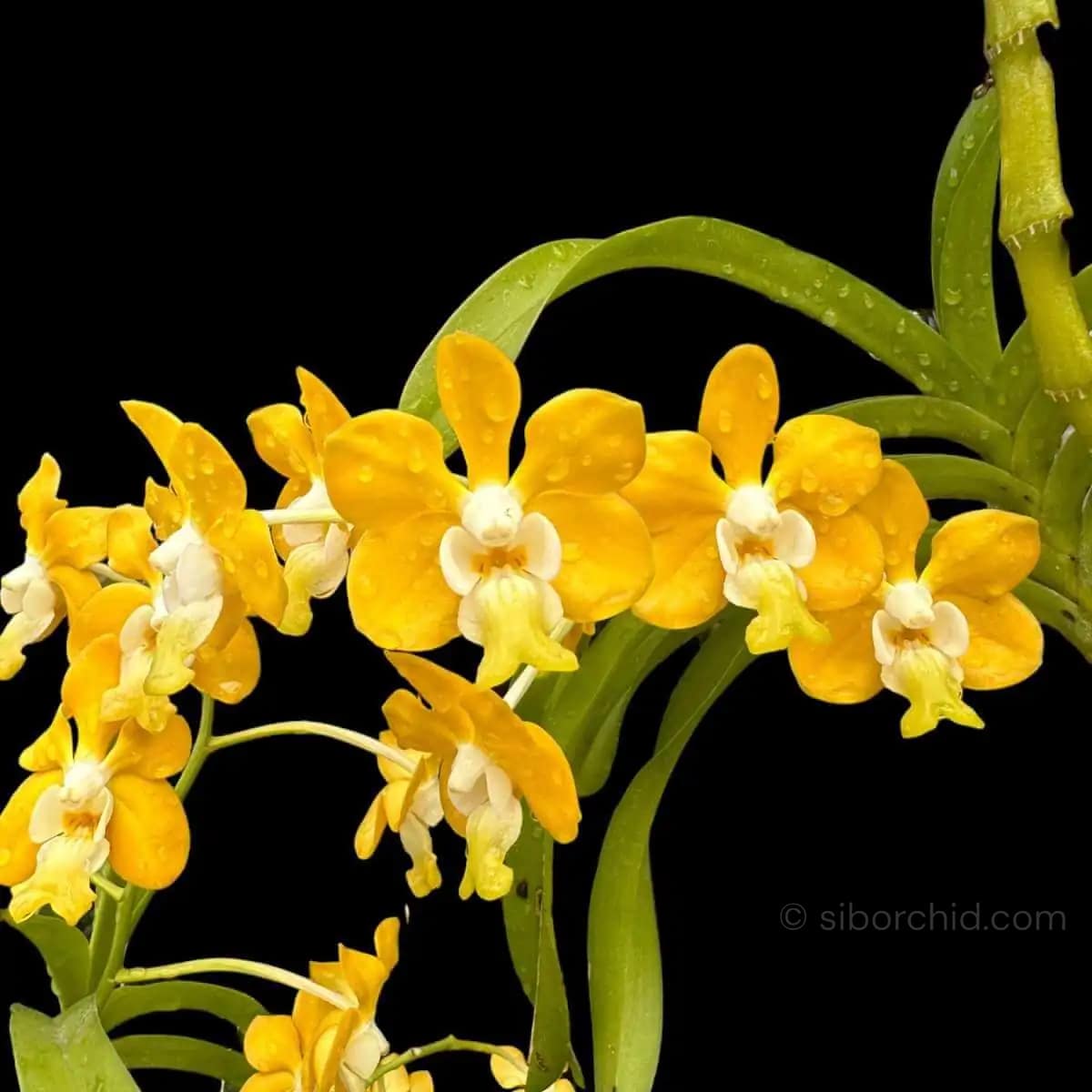 Vanda denisoniana - Vanda_denisoniana