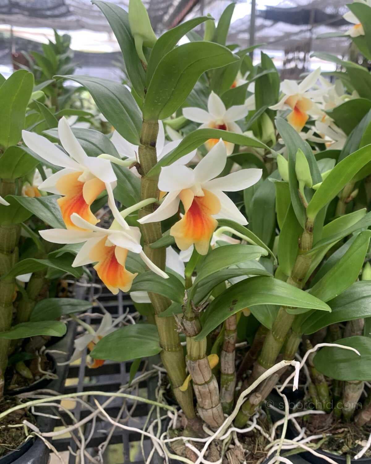 Dendrobium Christy Dawn - Dendrobium Christy Dawn