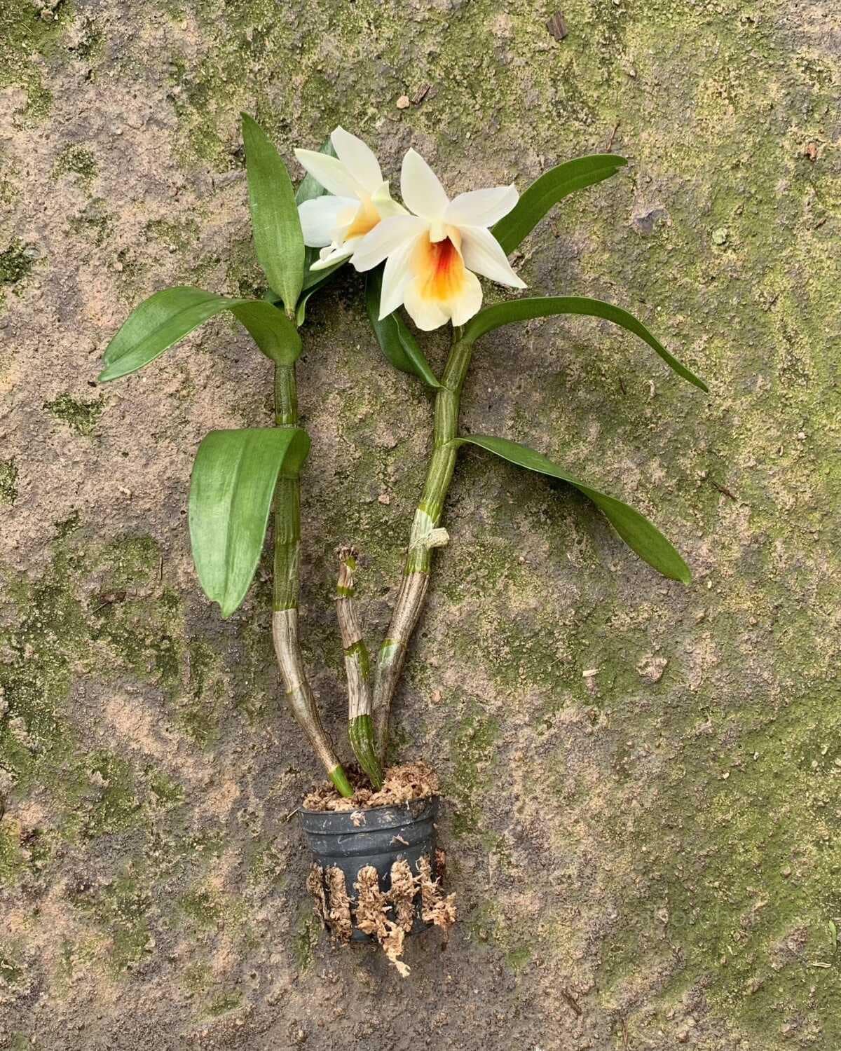 Dendrobium Christy Dawn - Dendrobium Christy Dawn