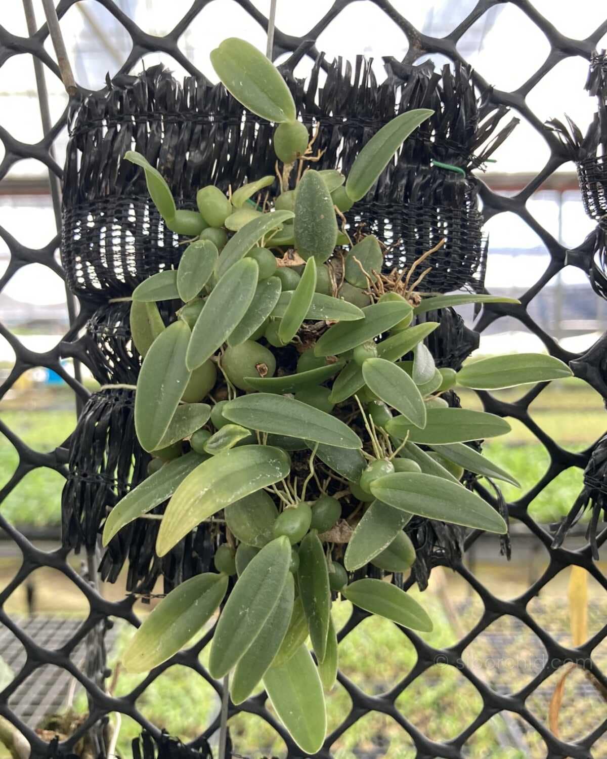 Bulbophyllum cambodianum