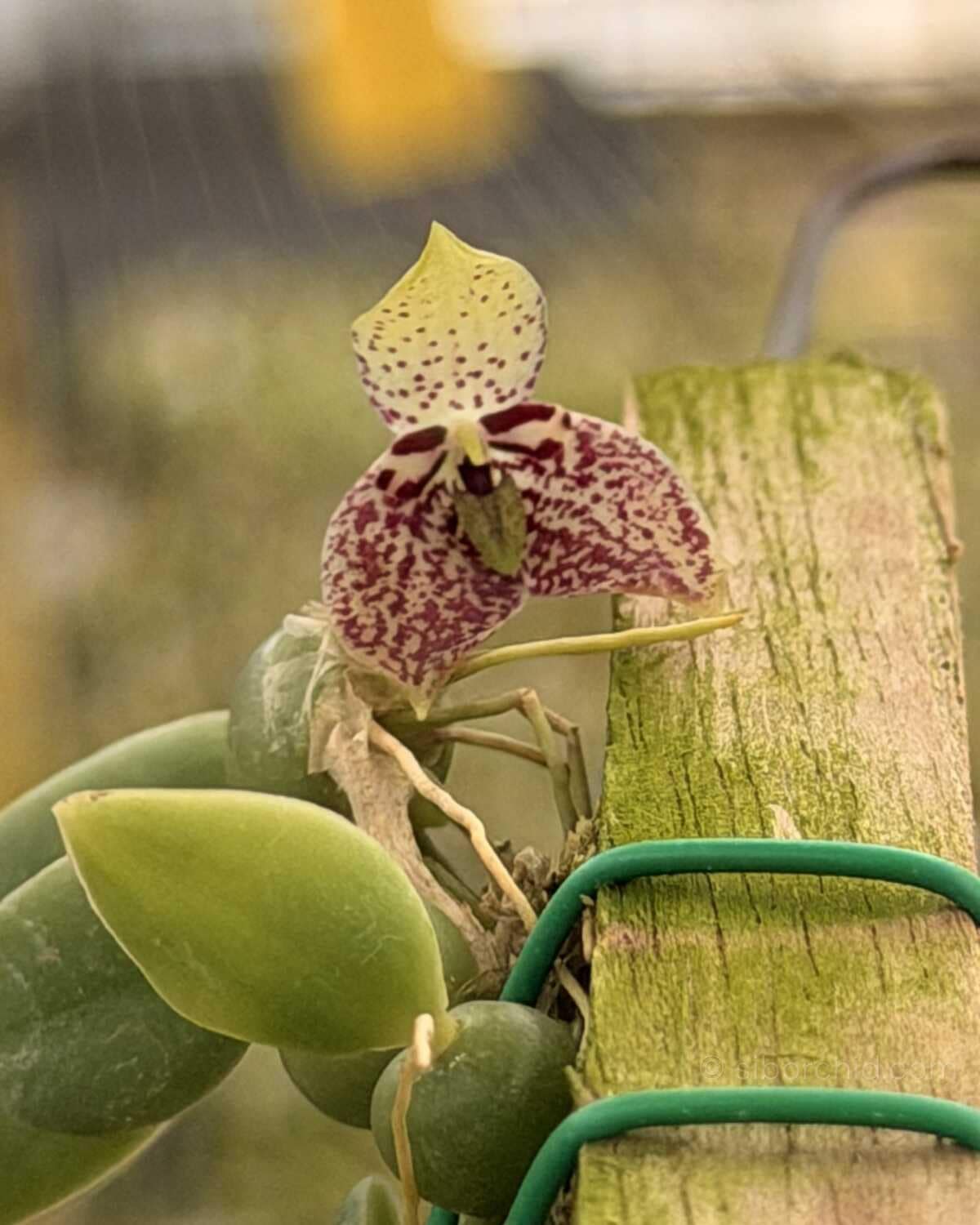 Bulbophyllum cambodianum