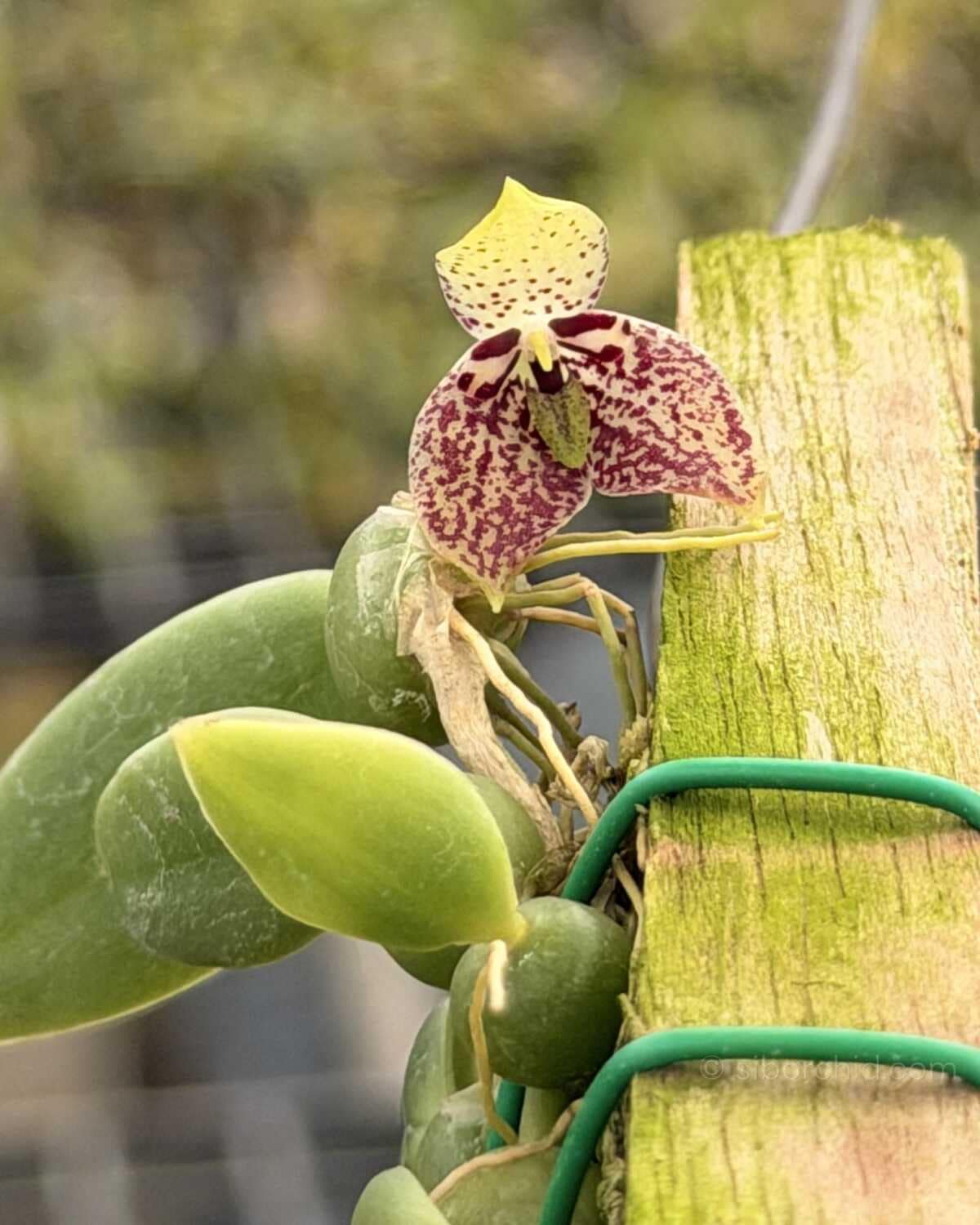 Bulbophyllum cambodianum