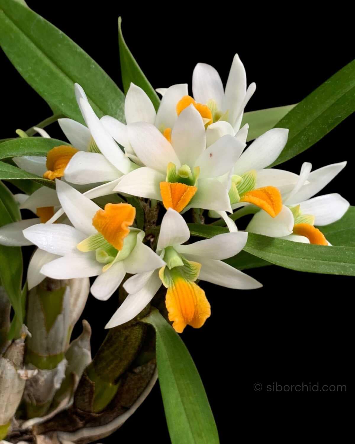 Dendrobium scabrilingue (1" pot) - Dendrobium scabrilingue