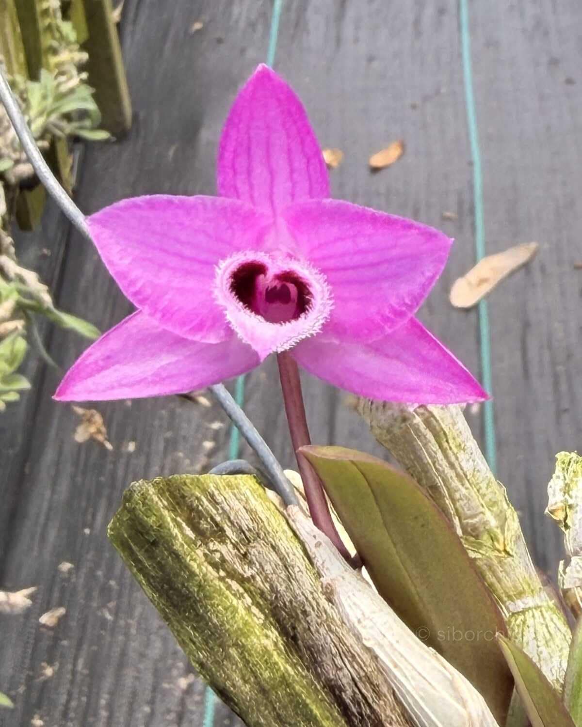 Debdrobium parishii