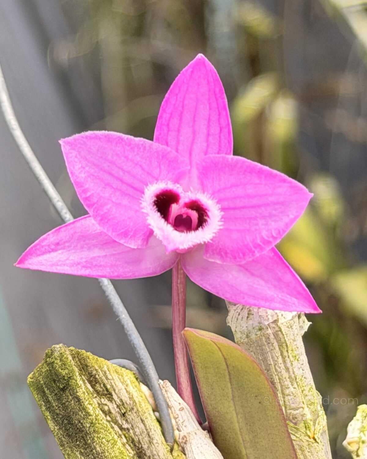 Debdrobium parishii
