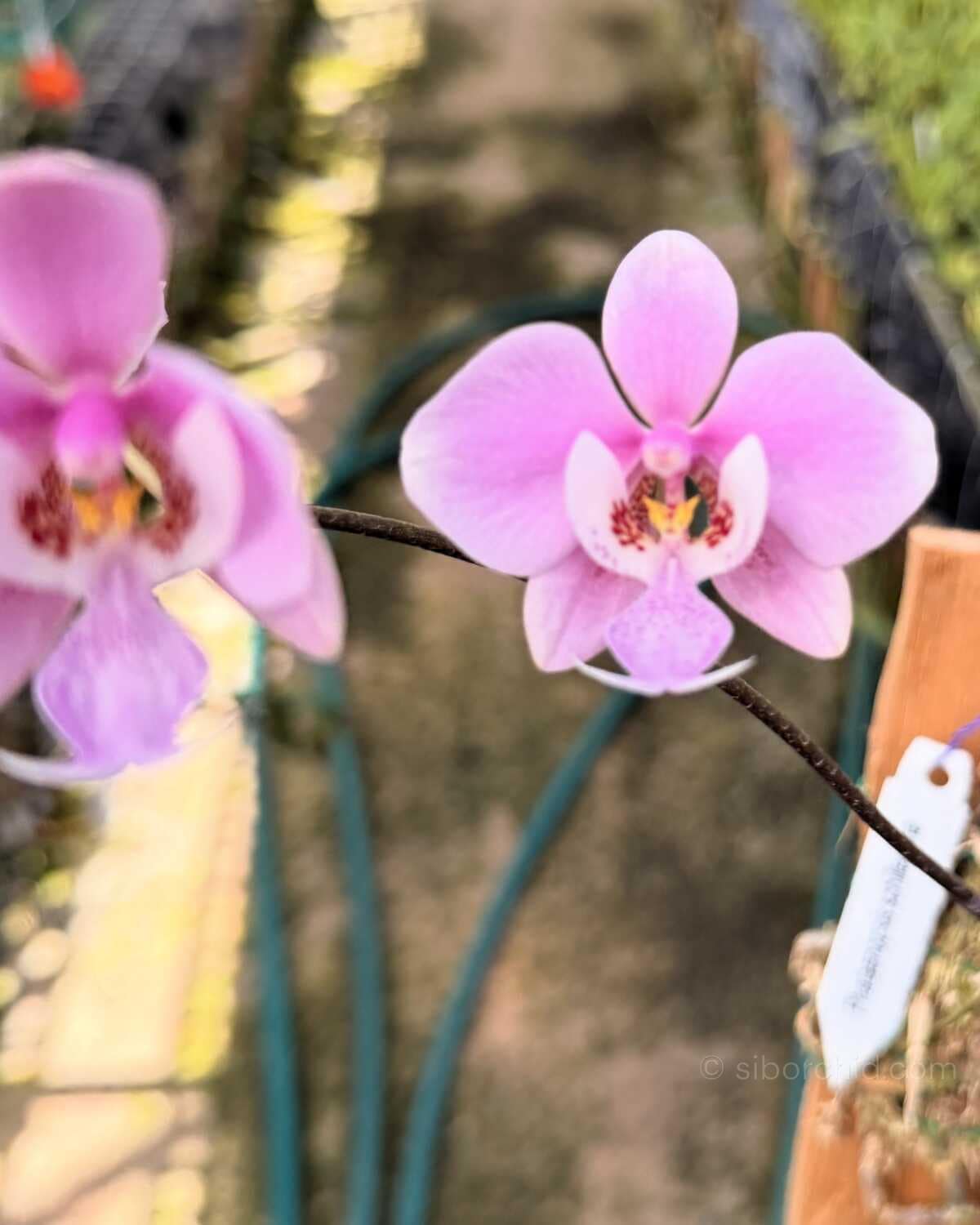 Phalaenopsis schilleriana - Phalaenopsis schilleriana
