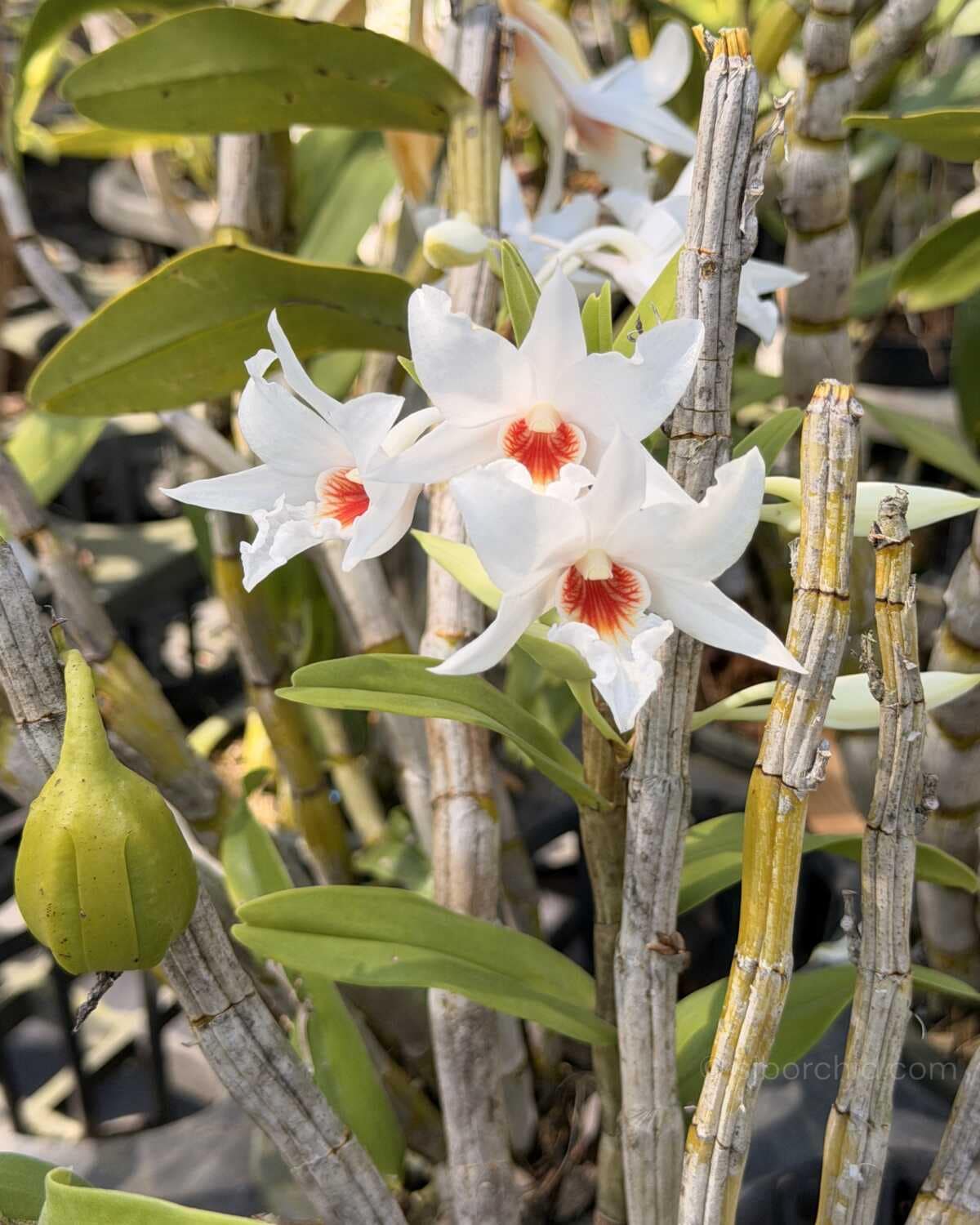 Dendrobium draconis - Dendrobium draconis – Rare Pendant Species Orchid