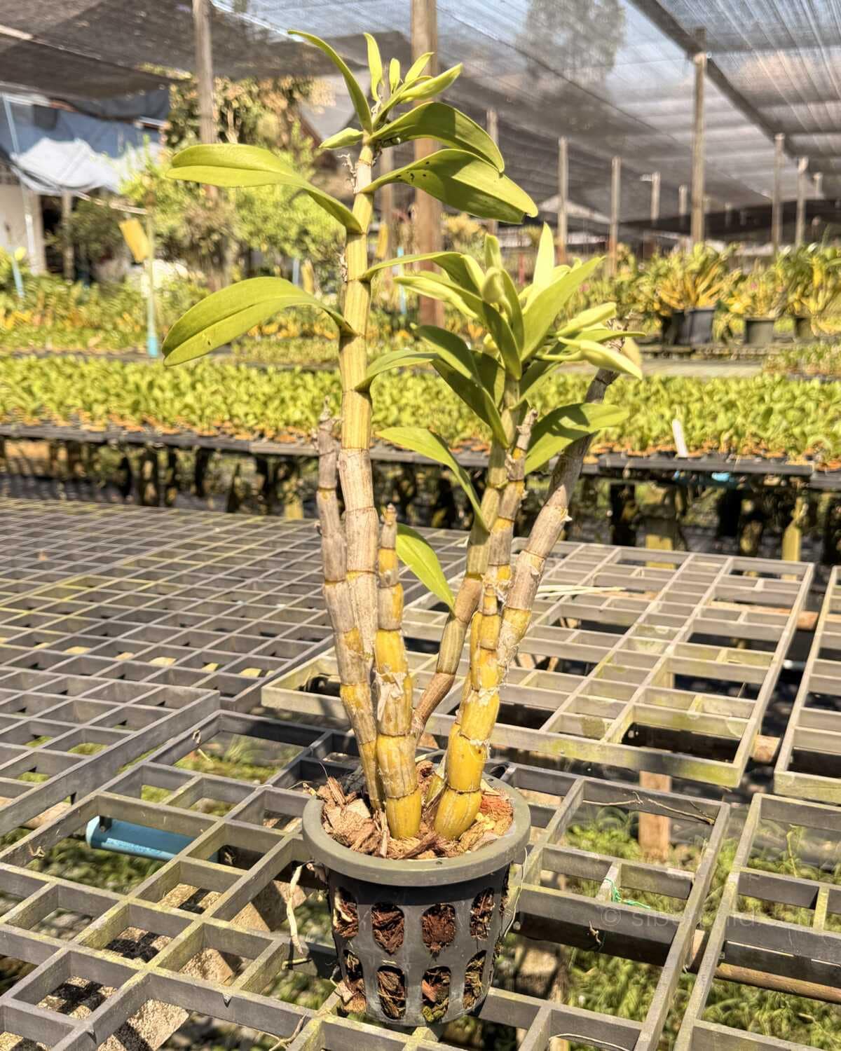 Dendrobium draconis - Dendrobium draconis – Rare Pendant Species Orchid