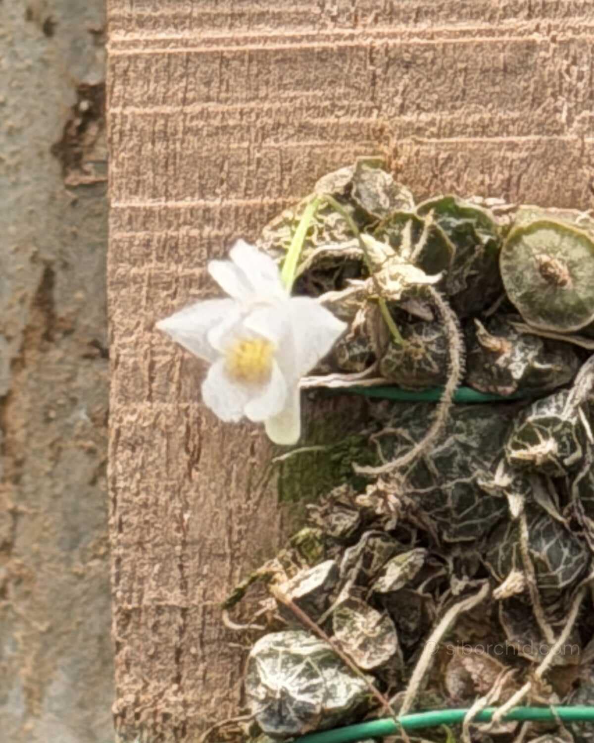 Dendrobium extinctorium - Dendrobium extinctorium