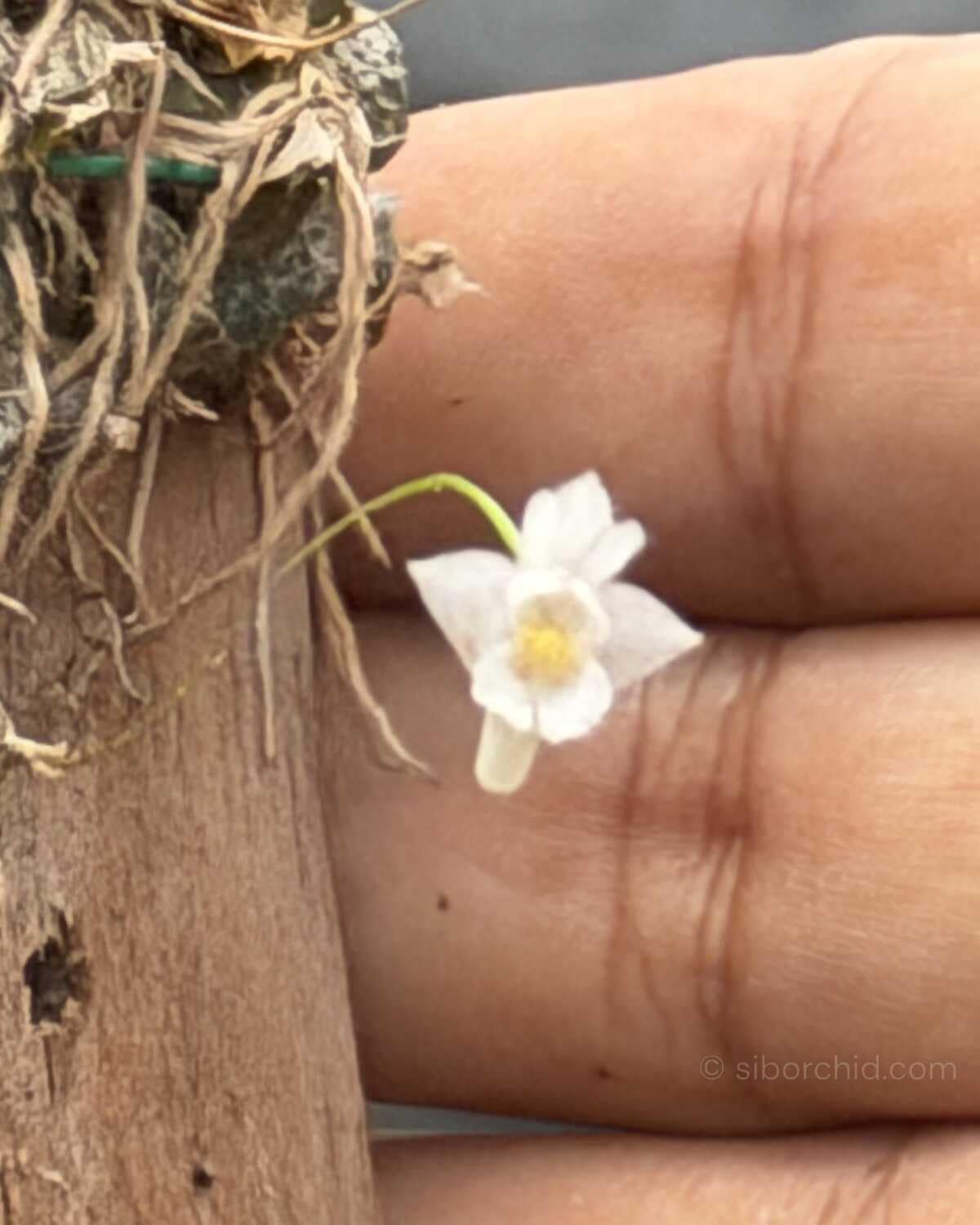 Dendrobium extinctorium - Dendrobium extinctorium