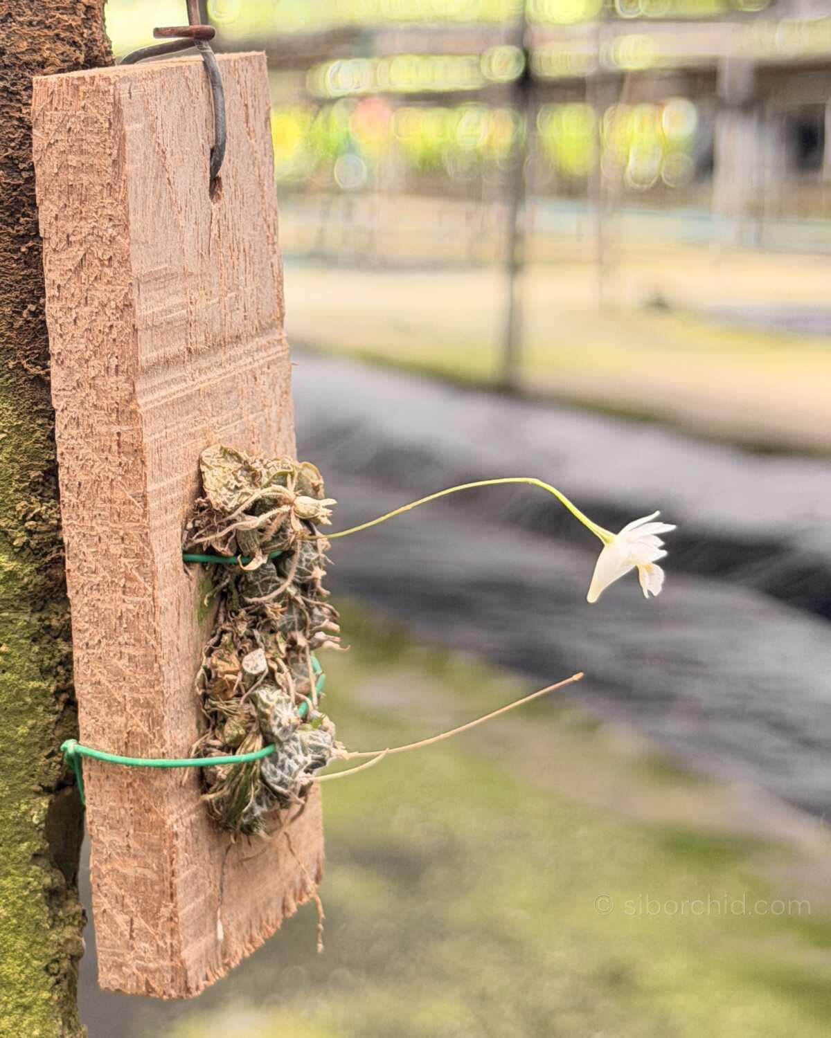 Dendrobium extinctorium - Dendrobium extinctorium