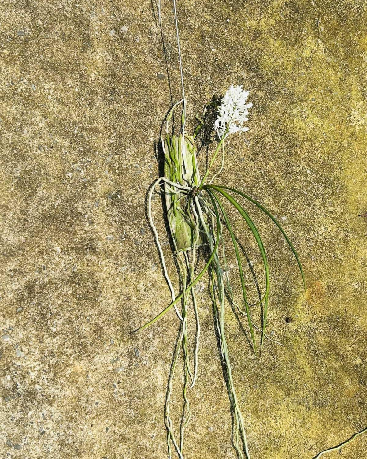 Seidenfadenia mitrata alba - Seidenfadenia mitrata alba - Image 3