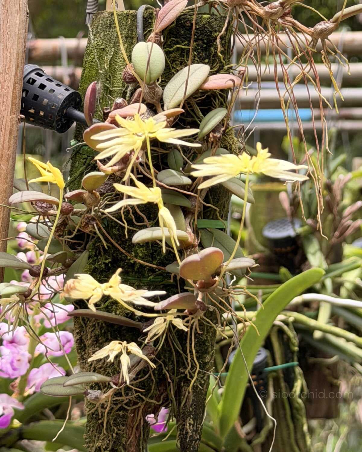 Bulbophyllum purpurascens - Bulbophyllum purpurascens