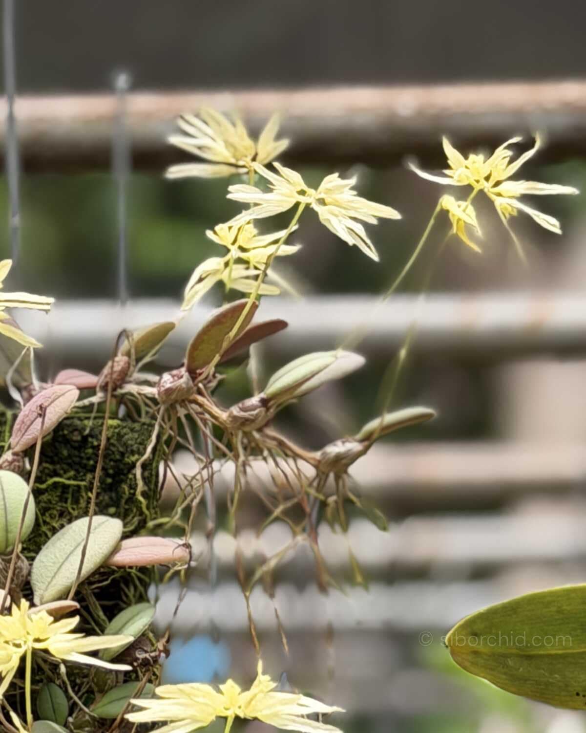 Bulbophyllum purpurascens - Bulbophyllum purpurascens